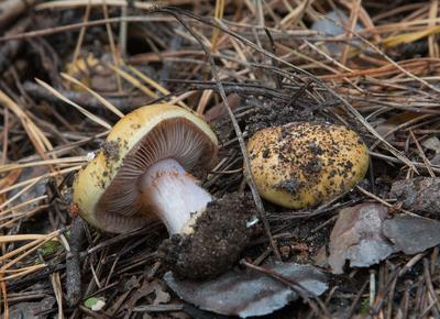 Смертельно опасные грибы готовят и едят новосибирцы | 12.07.2020 | Омск -  БезФормата