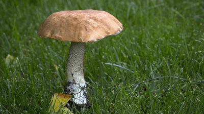 Самые главные грибы сибирских лесов - Сибирь - info.sibnet.ru