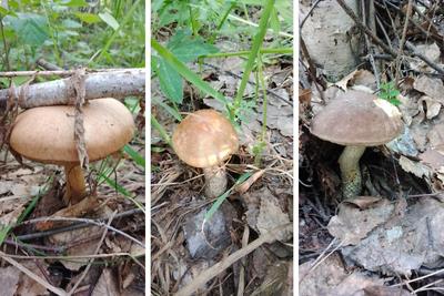 Даже в руки брать опасно: Какие ядовитые грибы растут в Новосибирской  области