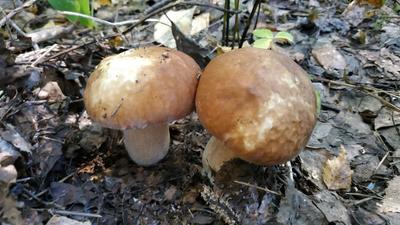 Эколог из Новосибирской области назвал места, где нельзя собирать грибы |  Atas.info | Дзен