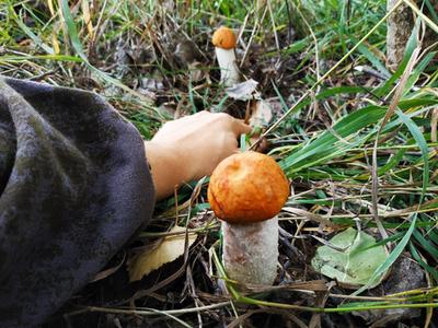 Где растут грибы в Новосибирской области, когда начнется сезон сбора в июле  2023