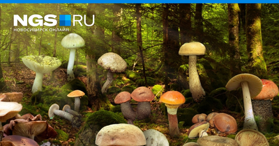 Учёные не рекомендуют сейчас собирать грибы в Новосибирской области |  Ведомости законодательного собрания НСО