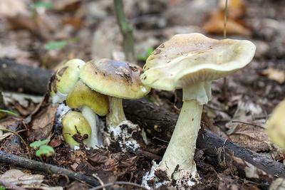 Не ешь, козлёночком станешь: какие ядовитые грибы в Новосибирской области  похожи на съедобные - sib.fm