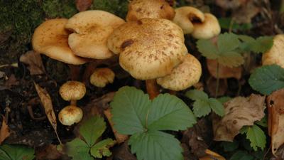 Усыпанные грибами деревья: в Новосибирской области начался сезон осенних  опят | Новости Om1.ru Новосибирск | Дзен