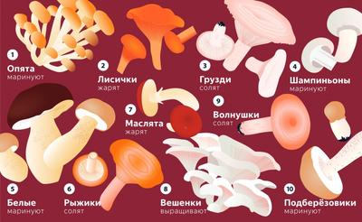 Рецептами настоек на мухоморах интересуются новосибирцы