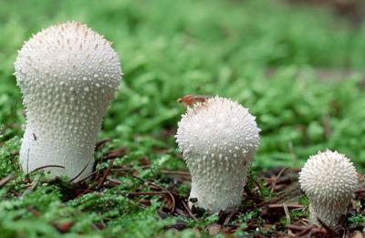 Эксперт рассказал, какие грибы можно собирать в октябре - Радио Sputnik,  28.05.2022