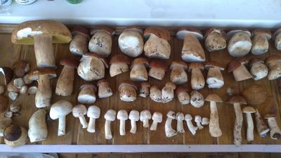 Миколог рассказала, какие грибы пойдут в августе в Новосибирской области |  ОБЩЕСТВО | АиФ Новосибирск