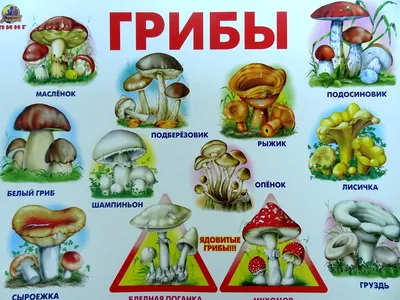 Грибные места Новосибирска и области, какие грибы растут в регионе, где их  собирают, в чем опасность