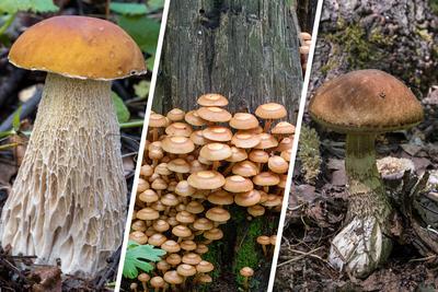 Где в Новосибирской области и в Новосибирске собрать белые грибы,  подберезовики и маслята, шампиньоны июнь 2022 г. - 4 июня 2022 - НГС.ру