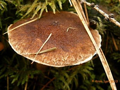 Белый гриб в дубовом лесу (49 фото) - 49 фото