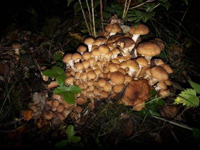 Смертельно опасный гриб появился в лесах Новосибирской области | НДН.Инфо