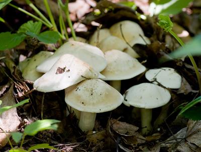 Рядовка майская (Calocybe gambosa) – Грибы Сибири