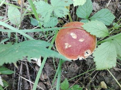 Где нельзя собирать грибы под Новосибирском - Рамблер/новости