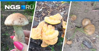 Житель Екатеринбурга нашел гриб-гигант с запахом селедки: Природа: Моя  страна: Lenta.ru
