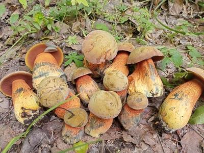 Какие грибы пошли в Новосибирской области 31 мая 2021 год Новосибирск - 31  мая 2021 - НГС.ру