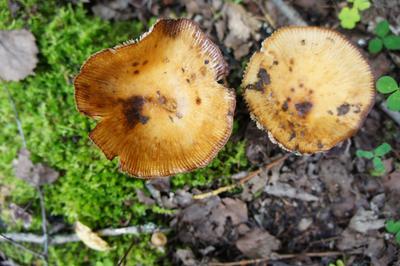 Белый гриб в дубовом лесу (49 фото) - 49 фото