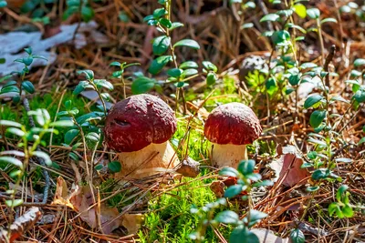 Фаллос, лесной чёрт и бесстыдник: в Новосибирске опубликованы фото грибов  необычной формы - sib.fm