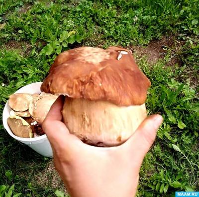 Ядовитые грибы после смога захватили новосибирские леса | НДН.Инфо
