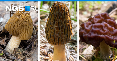 Как отличить съедобные грибы от ядовитых двойников? Отвечают эксперты -  YouTube