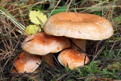 Какие грибы можно собрать в июне в Новосибирской области - Новости  Новосибирска - om1.ru