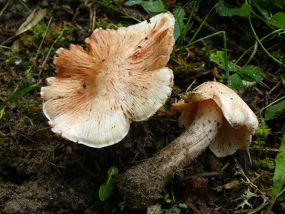 Съедобные грибы в Латвии фото