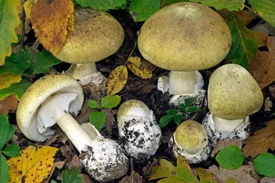 Cъедобные грибы-зонтики и ядовитый белый мухомор: запомните различия