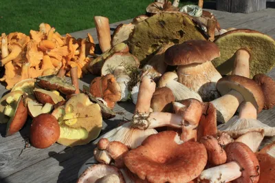 Фото. Настоящие осенние красавцы: грибы всех видов «ожили» в Национальном  музее природы | Nasha