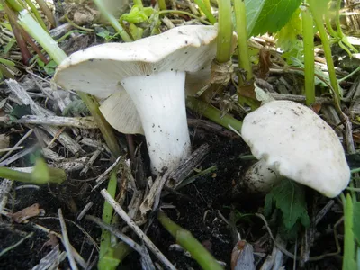 Путеводитель по природе «10 весенних грибов» | Латвийский Национальный  музей природы