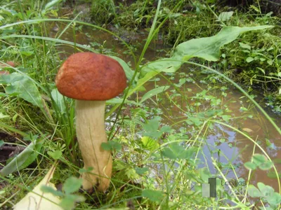 Наблюдение за грибами в национальном парке «Гауя» » EnterGauja