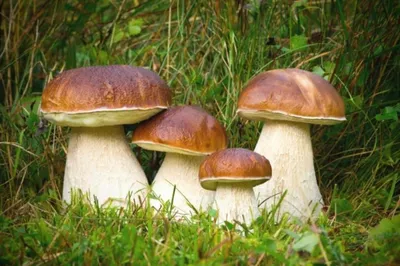 Где лучше всего собирать грибы в Латвии и недалеко от Риги?
