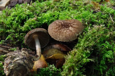 Урожай на бревне: грибы в своем дворе - МК-Латвия