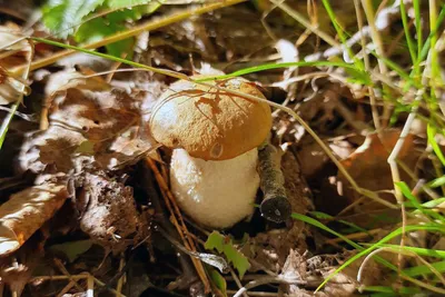 Фотографии грибов. Канада, Онтарио