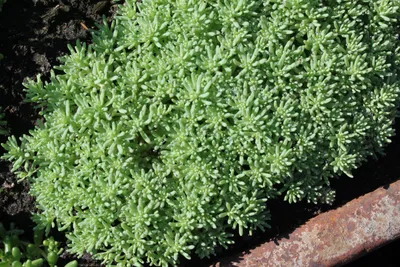 Очиток испанский (Sedum hispanicum) - Северная Флора