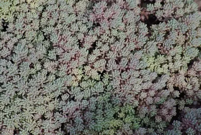 Sedum hispanicum album Очиток испанский | Ольга Белоус | Flickr