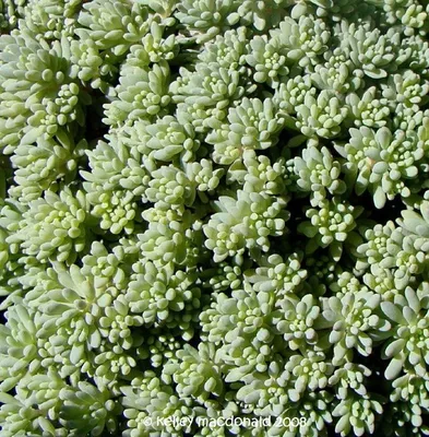 Конец очитка Sedum испанский вверх летом Стоковое Изображение - изображение  насчитывающей конец, сад: 149847639