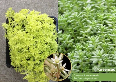 Конец очитка Sedum испанский вверх летом Стоковое Изображение - изображение  насчитывающей зеленый, взорвать: 149847685