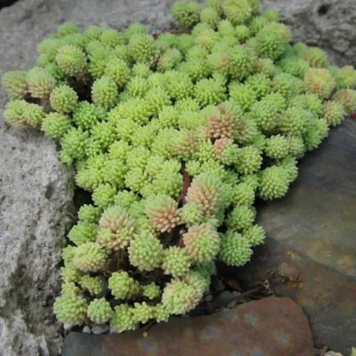 Очиток испанский (Sedum hispanicum)