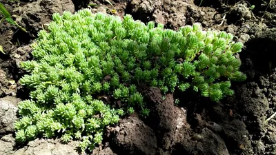 Файл:Sedum hispanicum var. minus plant (01).jpg — Википедия