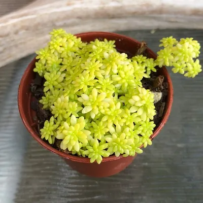 Очиток испанский (Sedum hispanicum) купить, Очиток испанский (Sedum  hispanicum) цена, Очиток испанский (Sedum hispanicum) недорого