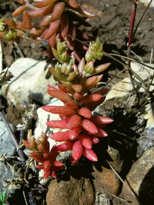 Sedum hispanicum L., Очиток испанский (World flora) - Pl@ntNet identify