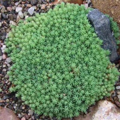 Очиток испанский (Sedum hispanicum). Фото на сайте \"Грибы: информация и  фотографии\"