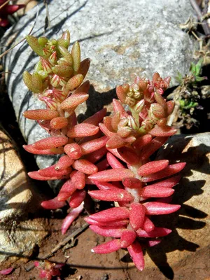 Очиток Испанский (Sedum Hispanicum \"Blue Carpet\")Р9 — Купить на BIGL.UA ᐉ  Удобная Доставка (502887830)