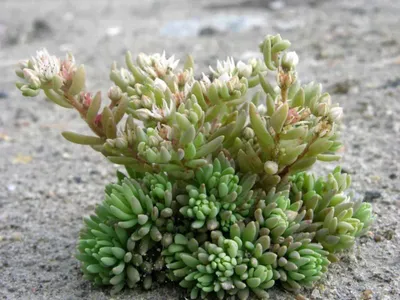 Sedum Stonecrop Испанский Закрыть Вверх В Летний Городской Парк — стоковые  фотографии и другие картинки 2015 - iStock