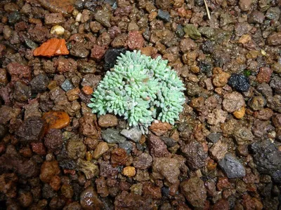 Растения и декор PlanetalSad - 🌱Седум (очиток) испанский - Представляет  собой низкорослое, 📐около 10 см, растение, образующее плотный «коврик».  Листья мясистые, сизовато-зелёного цвета, осенью приобретают слегка  красноватый оттенок, зимующие ...