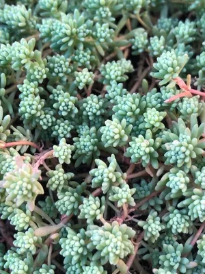 Sedum hispanicum L., Очиток испанский (World flora) - Pl@ntNet identify