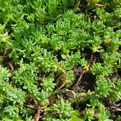 Sedum hispanicum L., Очиток испанский (World flora) - Pl@ntNet identify