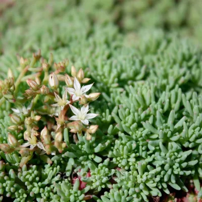 Седум (Очиток) Испанский Sedum hispanicum (55)