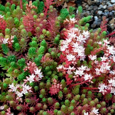 Очиток испанский (Sedum hispanicum) купить, Очиток испанский (Sedum  hispanicum) цена, Очиток испанский (Sedum hispanicum) недорого