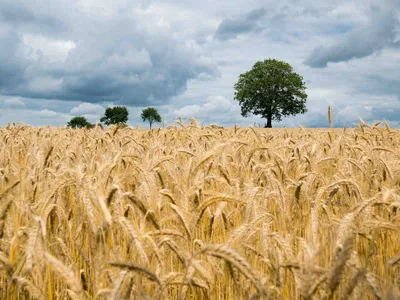 Сельское хозяйство в Германии находится под серьезной угрозой |  АгроЭкоМиссия - Цифровая платформа знаний