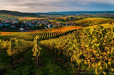 Основные области виноделия в Германии - Блог Alcomag